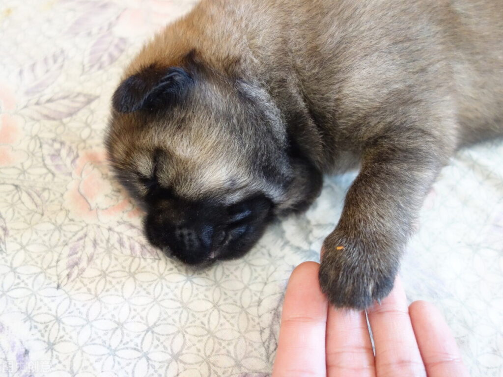 谁给个幼犬自制狗粮的配方_让幼犬茁壮成长狗粮配方