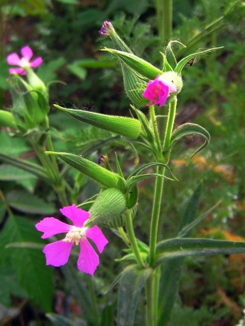 面条菜是什么菜_名称分类地位外形特点