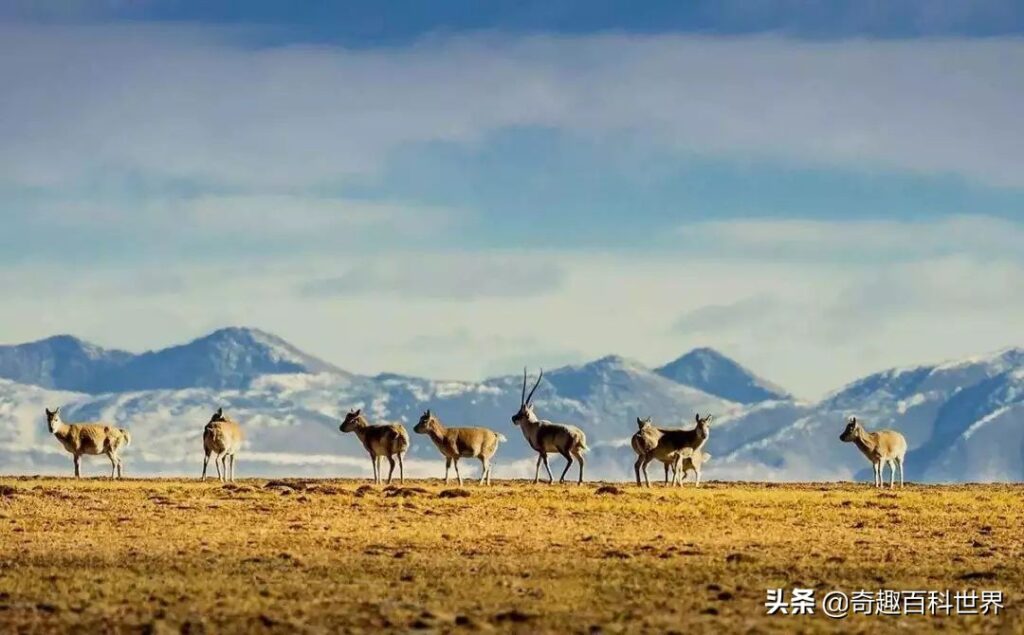 我国的自然保护区有哪些_中国十大自然保护区