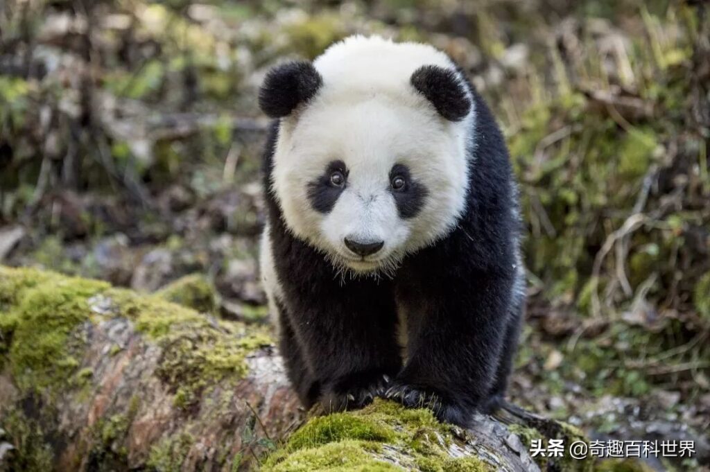 我国的自然保护区有哪些_中国十大自然保护区