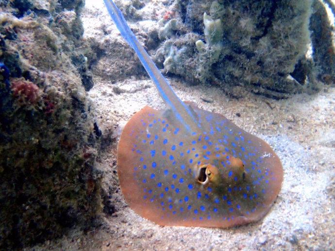 关于海洋生物的资料_简介分布划分特点