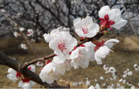 杏月是几月_花历中的十二月份花分别是什么