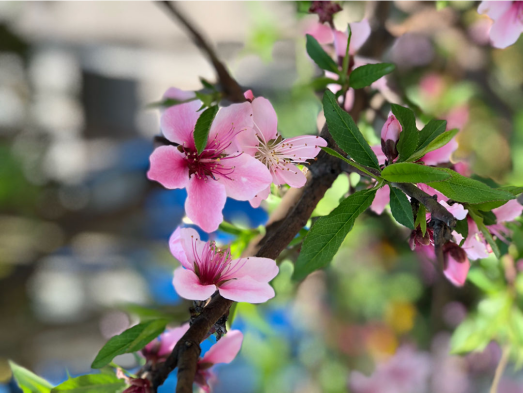 杏月是几月_花历中的十二月份花分别是什么