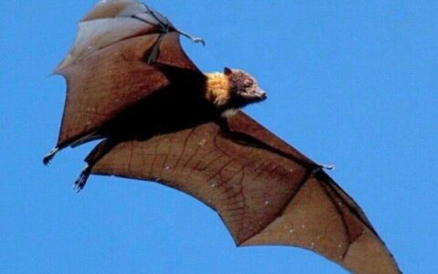蝙蝠吃什么食物_蝙蝠的翼的进化