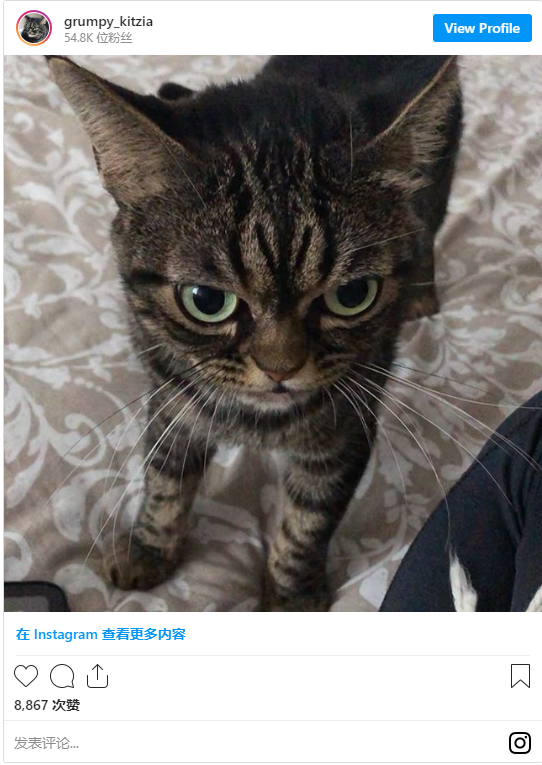 佛罗里达猫什么梗_Kitzia是谁