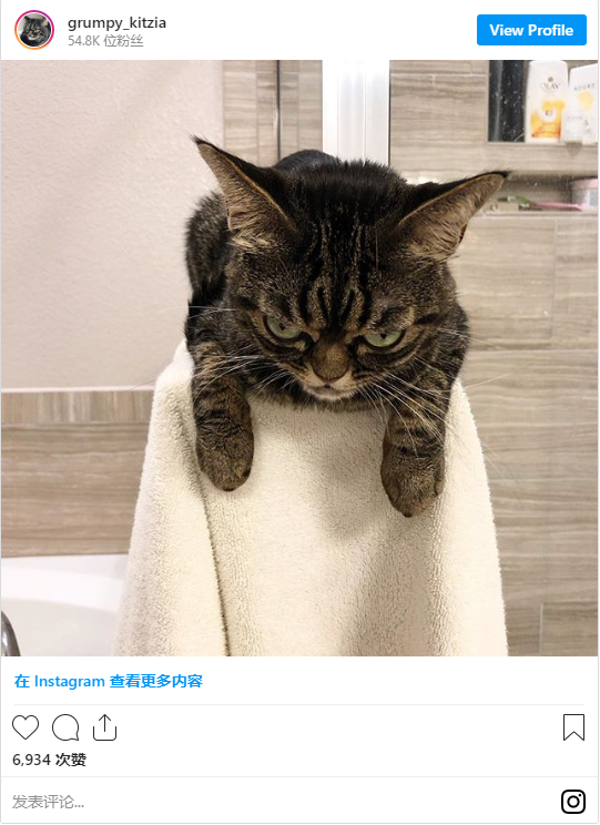 佛罗里达猫什么梗_Kitzia是谁