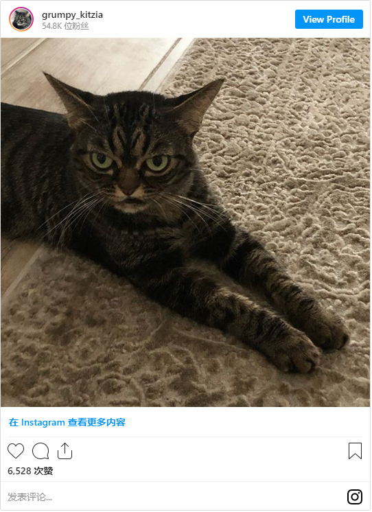 佛罗里达猫什么梗_Kitzia是谁