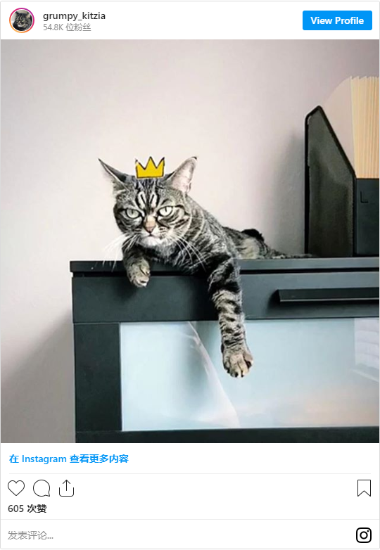 佛罗里达猫什么梗_Kitzia是谁