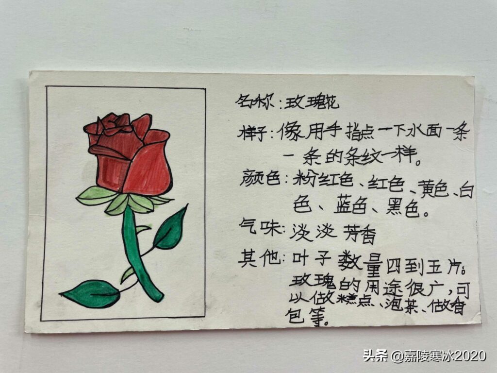 三年级植物记录卡怎么写_小学生植物记录卡参考示例