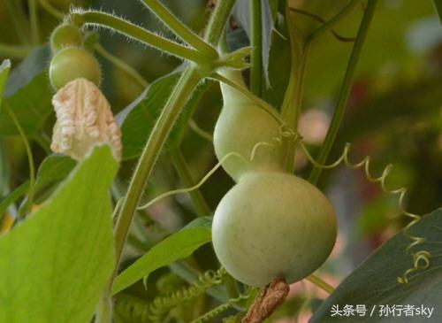 葫芦怎么处理才能保存_新鲜葫芦的去皮方法