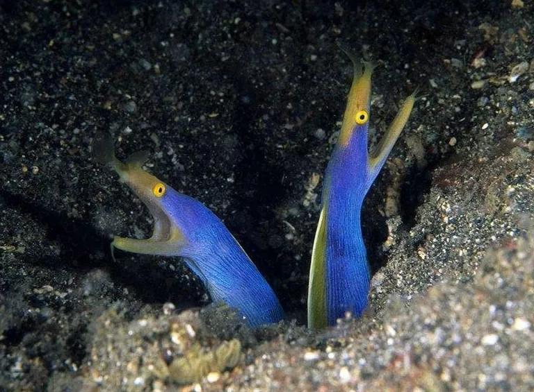 海鳗资料解释_海鳗的进食方式