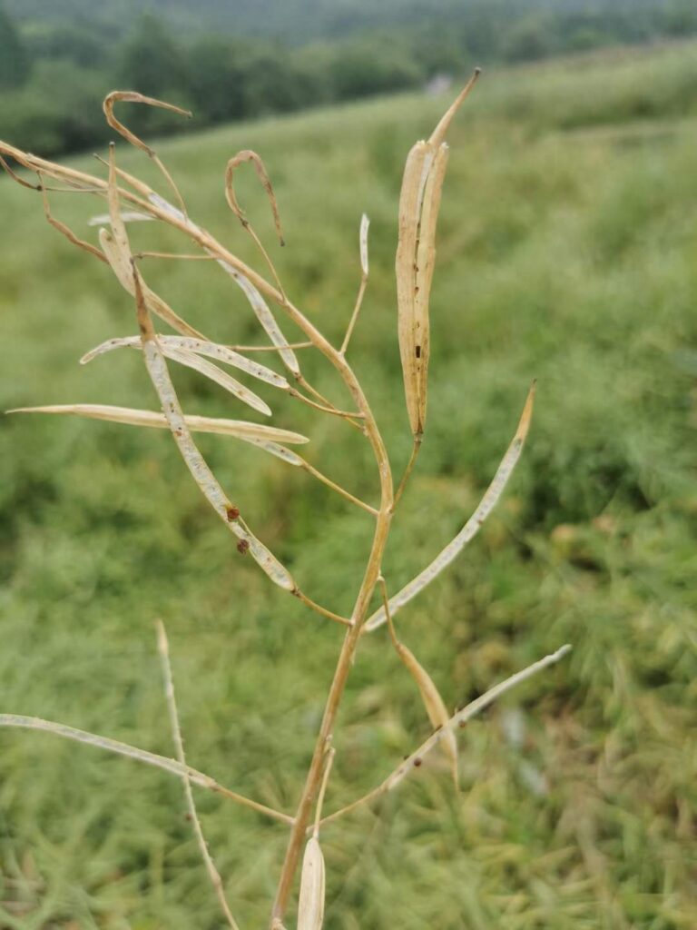 打官司草有哪些作用与功效，车前草作用