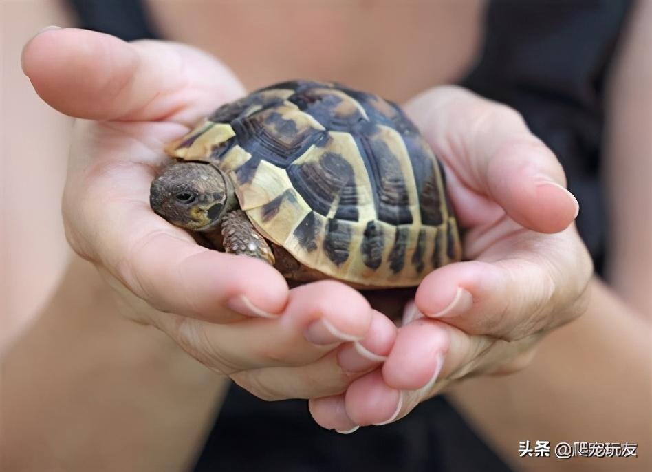 坚硬的龟壳有什么用，乌龟壳为什么是硬的