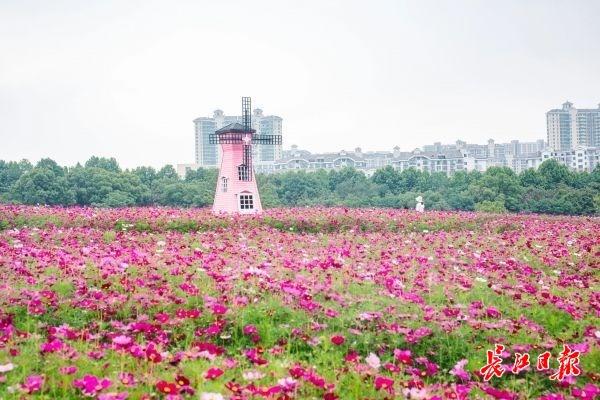 落英纷飞的花海哪里有？春季去哪里游玩？