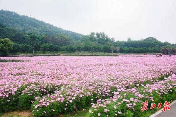 落英纷飞的花海哪里有？春季去哪里游玩？