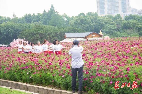 落英纷飞的花海哪里有？春季去哪里游玩？