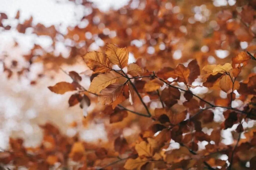 七月十四是什么节日？中元节前后怎么养生