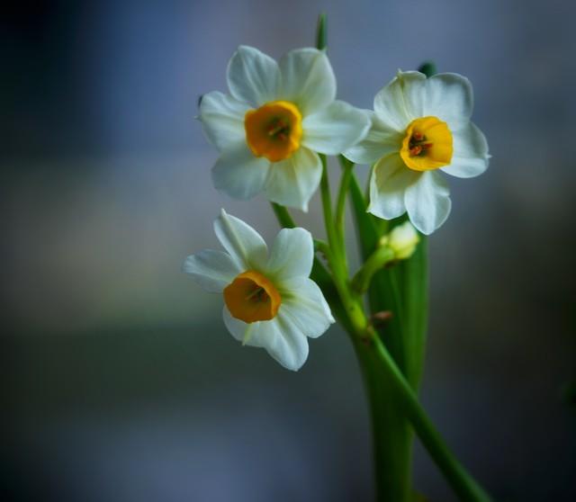 代表自负自恋尊敬的花是什么？水仙花的花语是什么？