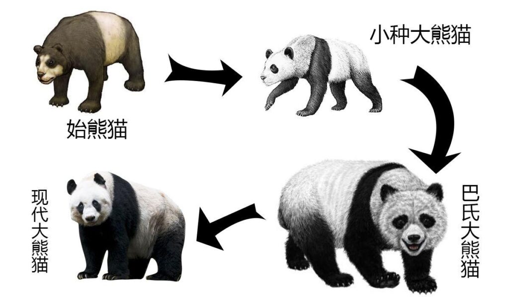 始熊猫增长率图片